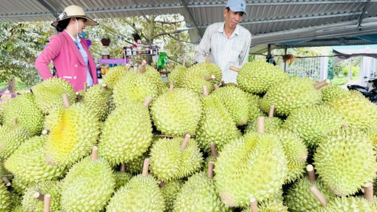 Jơnau lồi poh: "Sầu riêng geh “kan kươk”"