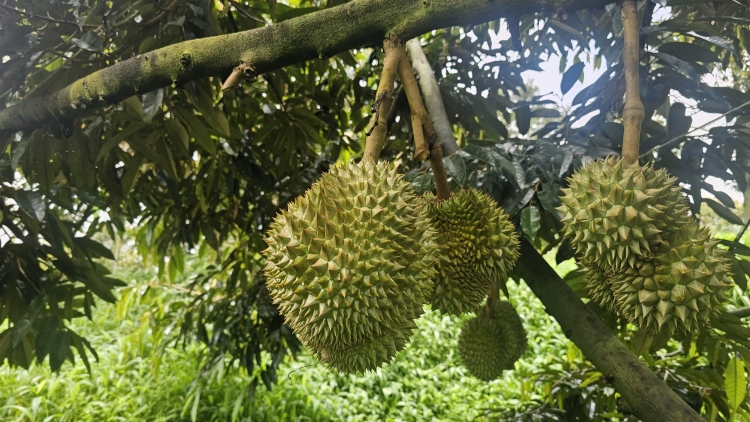 Sâu riêng pơih trong pơm pơdrŏng tơ̆ tơring sơlam gah Pơmơ̆t Quảng Ngãi 