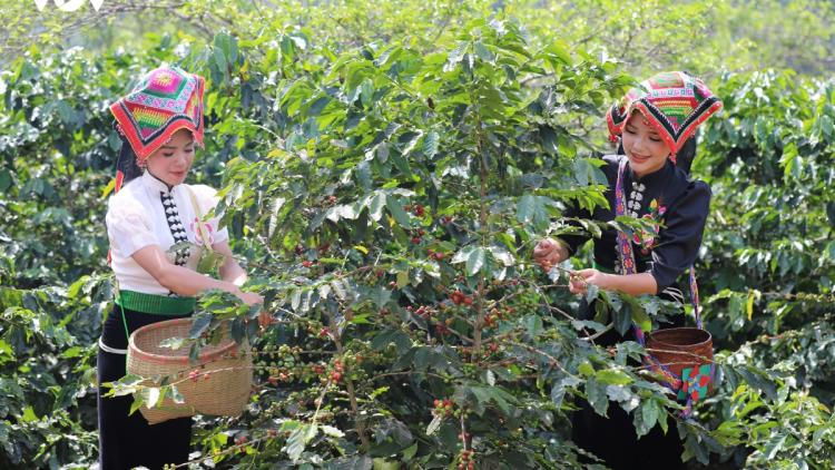 Lễ hội cà phê: Đưa Arabica vươn tầm thế giới