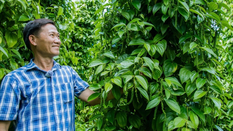 Gặp cha đẻ giống tiêu Tùng Linh