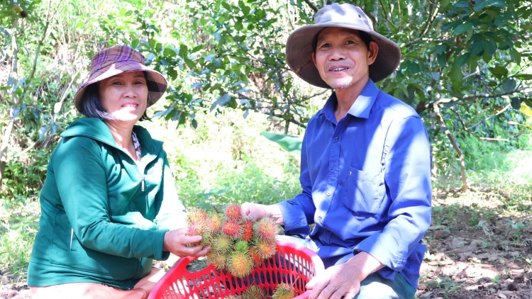 Nhiều đảng viên "đầu tàu" phát triển kinh tế ở vùng núi Đà Nẵng