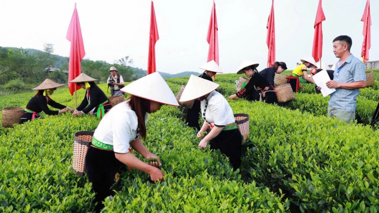 Trại Cài phát huy giá trị vùng đất "ngũ đại danh trà"
