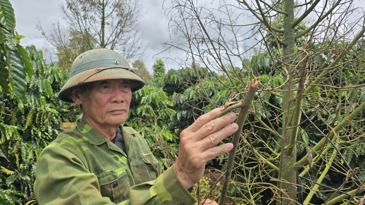Kong mêi kân ton hâi pro loăng plâi sầu riêng a môi to cheăm a Gia Lai hlâ hên hĭn