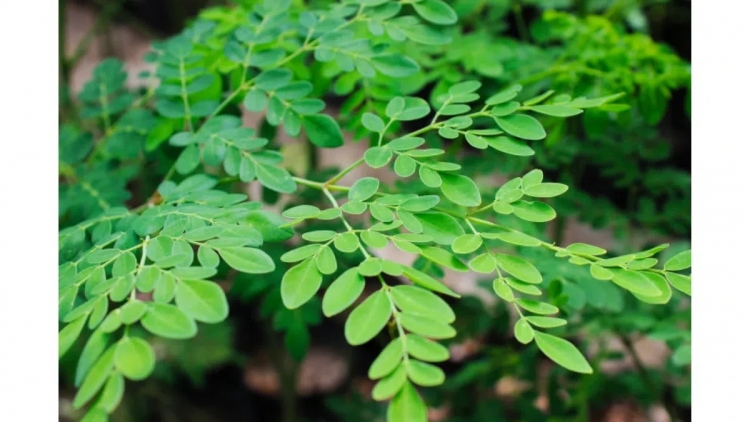 SLON PANG CHAY CHƯỚNG CO PHJẮC CHÙM NGÂY