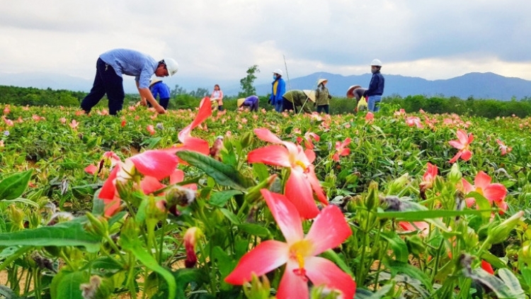 CƠNH CHOH LÂNG K’RANG TƠƠM SÂM BỐ CHÍNH PA CHÔ BH’NƠƠN DAL