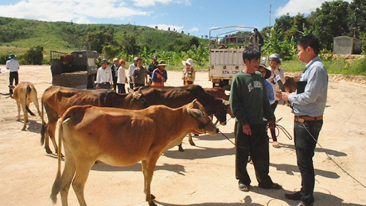 Kon Tum: pôk ăn 30 to\\ rơmo ăn u\nh hnam dơnu\h tơring Đak Ruông