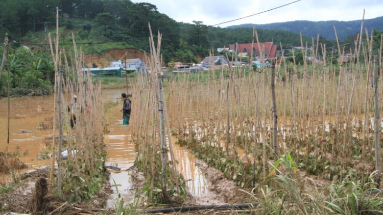 Lâm Đồng, Gia Lai kơ chăng tơ jră hăm ‘mi kial hơ bŭt kơ sô̆ 4