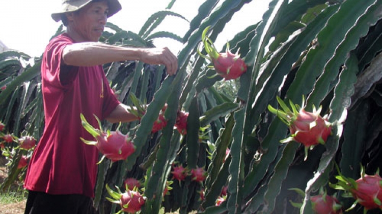 Ninh Thuận patagok bruk rong glang khang kajap