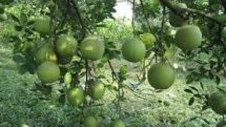 khau tin 19h harei 11/11