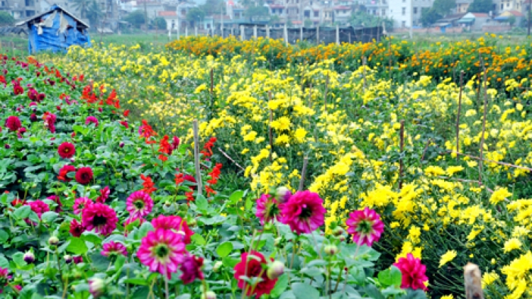 Bingu Tet  Hội An nerak sambo