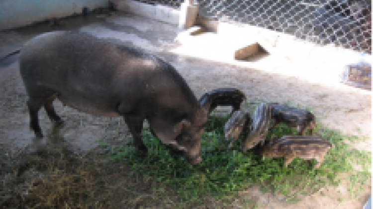 Ilamu raong pabui glai