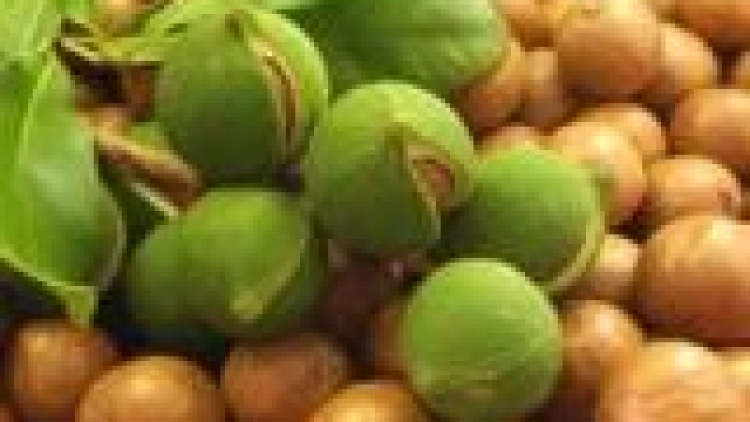 khau tin 19h harei 8/4 saong 6h30 harei 9/4