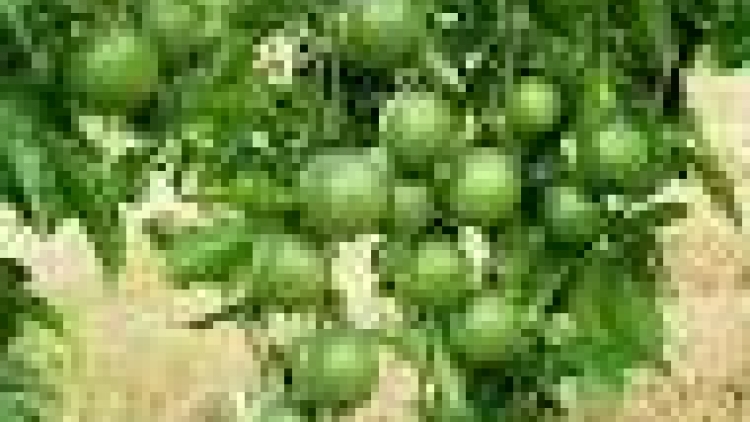 khau tin 19h harei 15/5 saong 6h30 harei 16/5