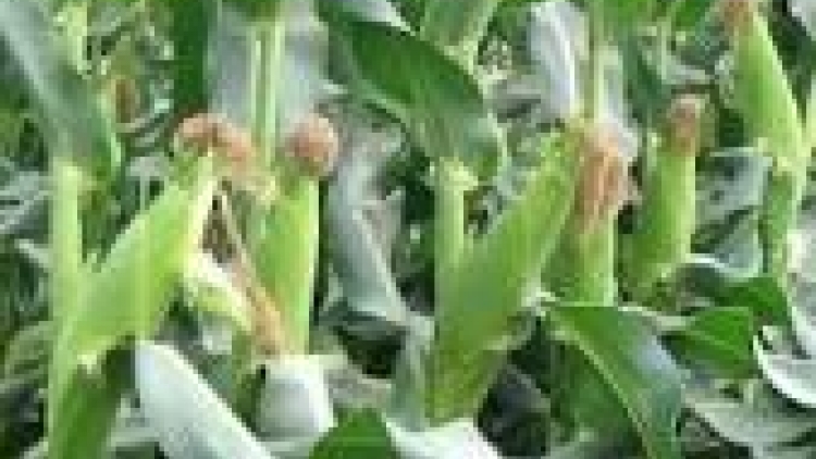 khau tin 19h harei 10/7 saong 6h30 harei 11/7