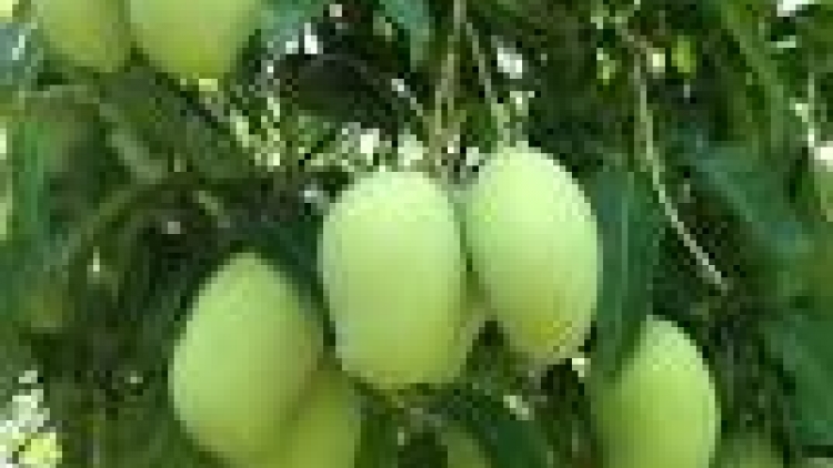 khau tin 10h30 saong 14h30 harei 8/7