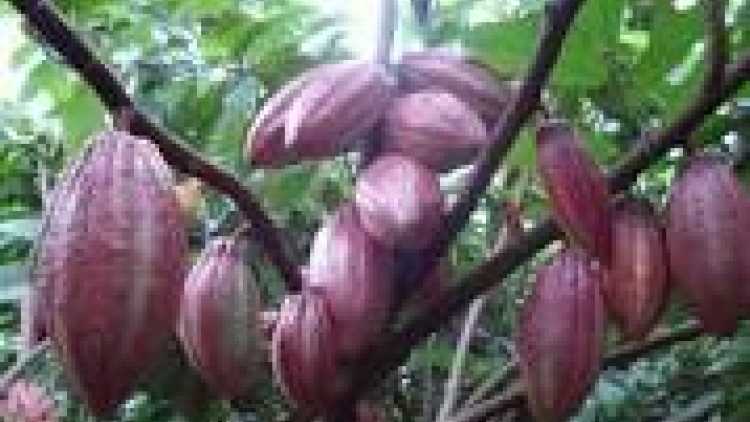 khau tin 19h harei 11/8