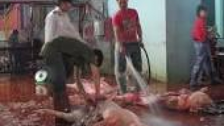 khau tin 19h harei 12/8