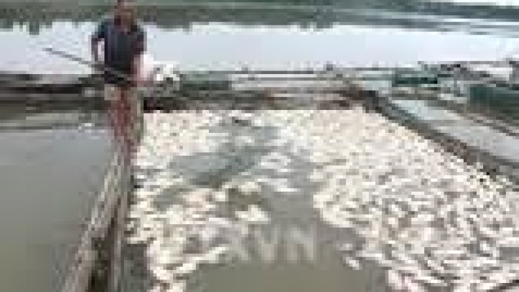 Khau tin 10h30 harei 26/9