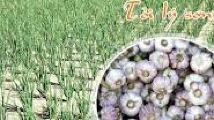 Khau tin 19h harei 14/10