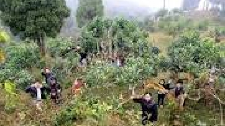 khau tin 19 tuk harei 2/12