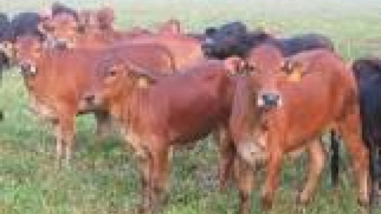 Khau tin 6h30 harei 28/9