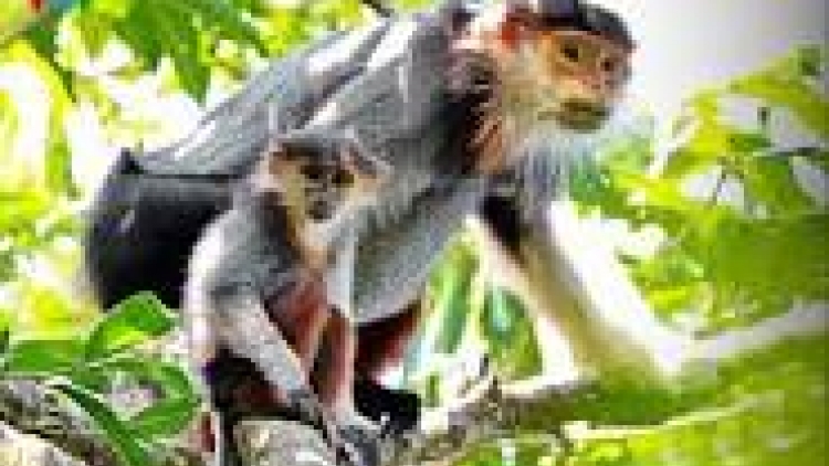 khau tin 6h30 harei 27/8