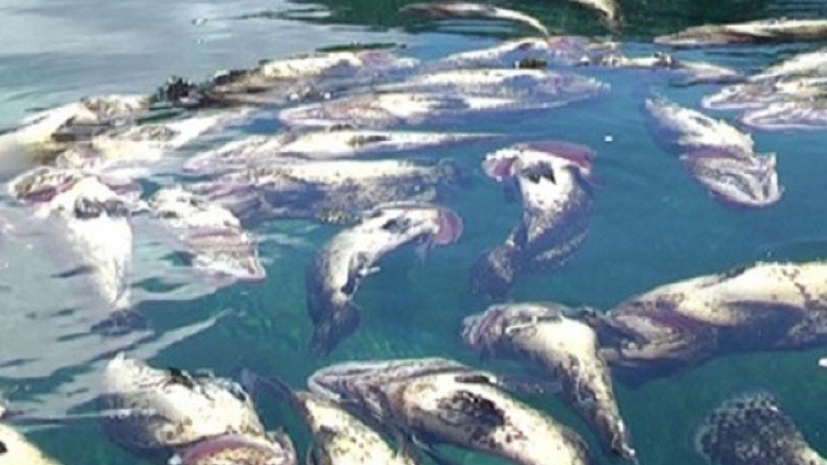 Khau tin 10h30 saong 14h30 harei 11/5