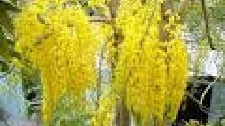 Khau tin 6h30 harei 7/6