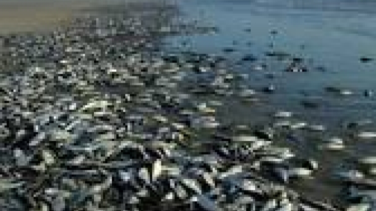 khau tin 19h harei 23/4