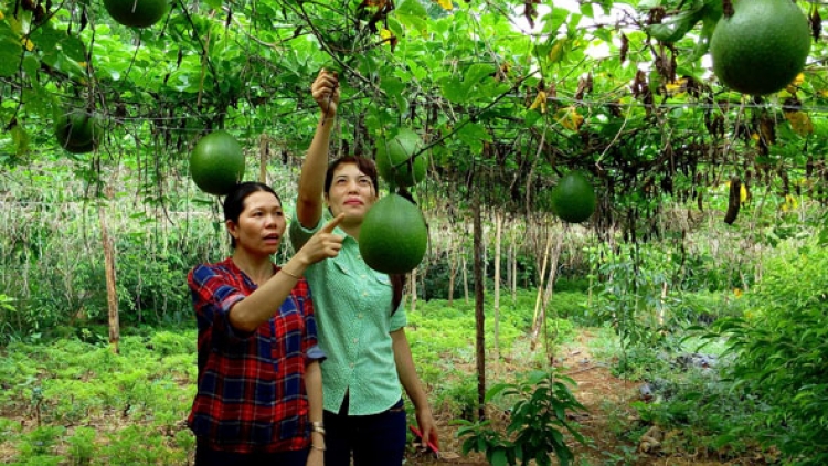 Padang ngak palei pala bahrau di pulao Phú Quý