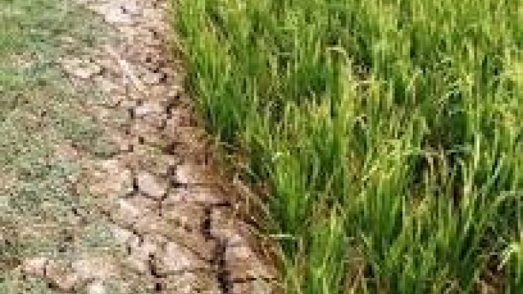 Khaw tin 10h30 saong 14h30 harei 7/11/2016