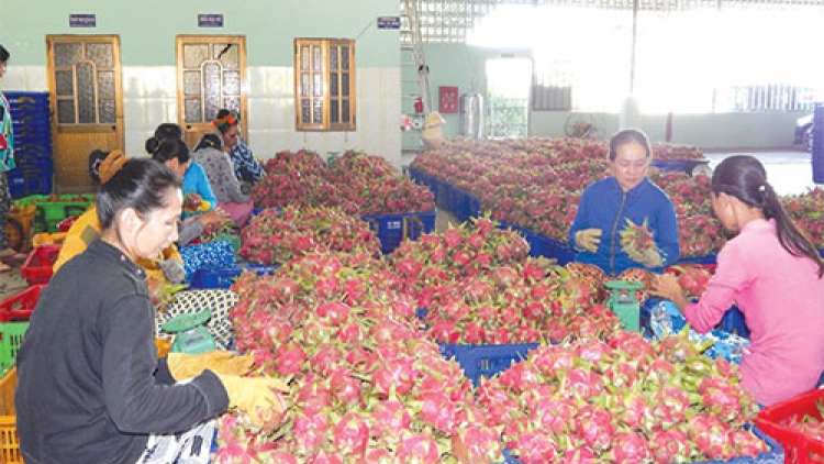 Jalan ngak halei paglaong yaom glaong thanh long Bình Thuận harei 12/10