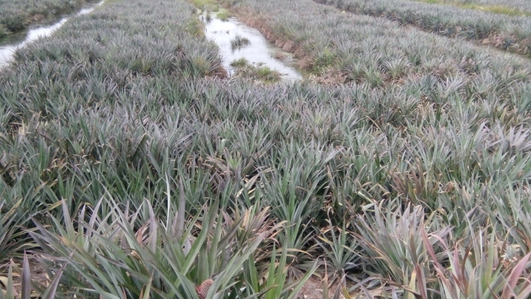 Khaw tin 6h harei 19/9