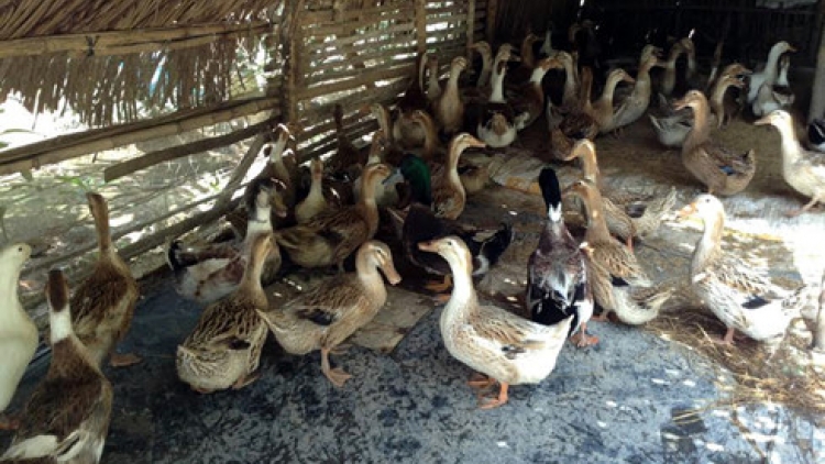 Khaw tin 10h30 saong 14h30 harei 8/11/2016