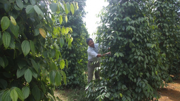 Khau tin 10h30 saong 14h30 harei 1/6