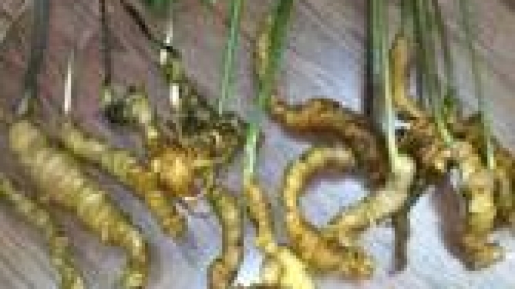 khau tin 10h30 saong 14h30 harei 31/3