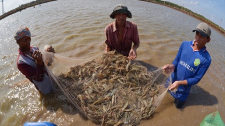 Khau tin 10h30 saong 14h30 harei 15/8