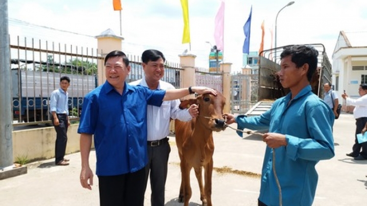 Khau tin 6h30 harei 10/8