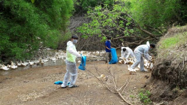 Khau tin 6h30 harei 11/5