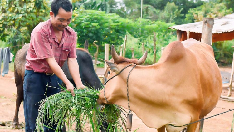 Khau tin 6h30 harei 19/10