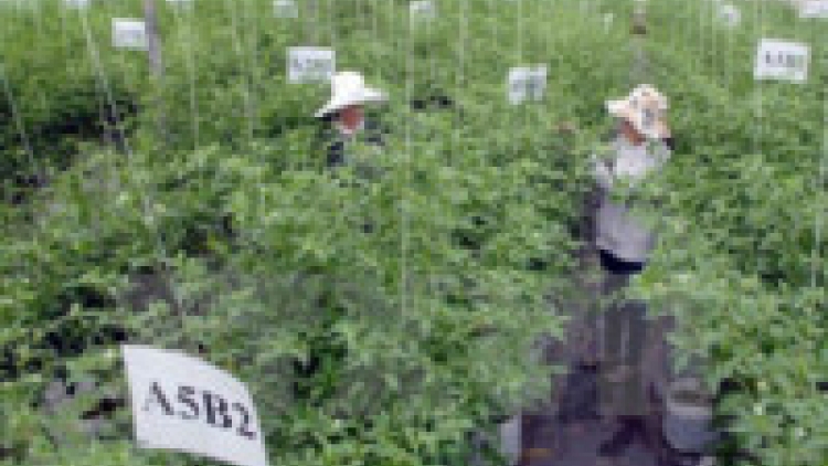 Khau tin 6h30 harei 9/5