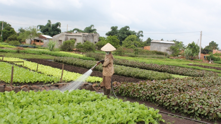 ĐBSC: Jhul pakhang bruk cơ giới hóa piah patrun khat lahik hadei thu hoạch