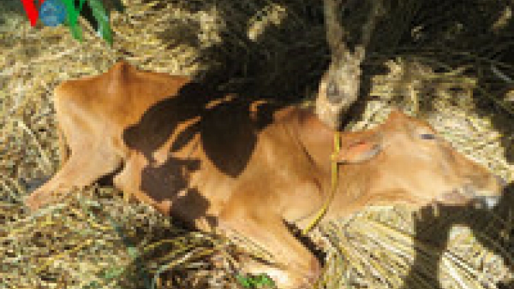 Khau tin 6h30 harei 18/1