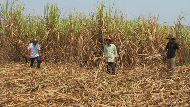 Khau tin 10h30 harei 25/2