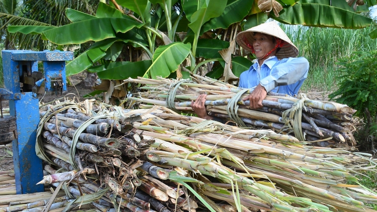 Urang nong Ca Mau tah klak tabau tap raong hadang laba glaong dua mbang