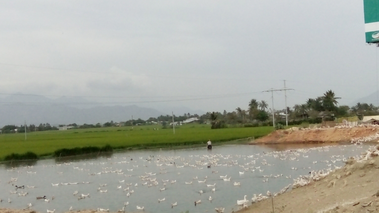 Ninh Thuan pakhang bruk pacang caga jit ruak kum manuk ada