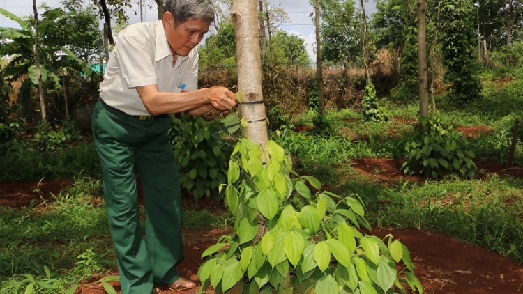 Ilamu raong ikan tai tượng