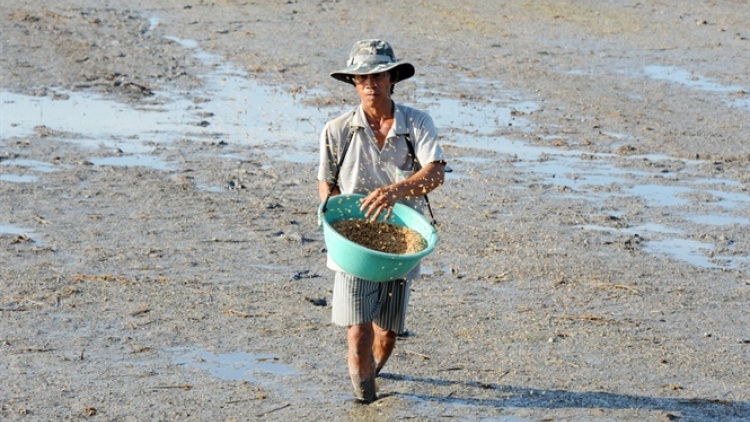 An Giang: khik caga ka pala padai Thu Đông hu kein laba