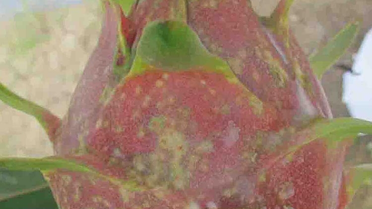 Caga ruak đốm nâu ngak jhak thanh long