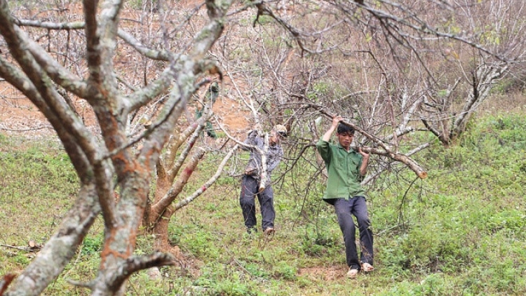 Khaw tin bair harei 12/1